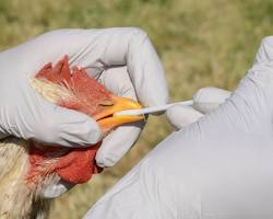 Bird Flu: A Feathery Situation (and Why You Should Care)